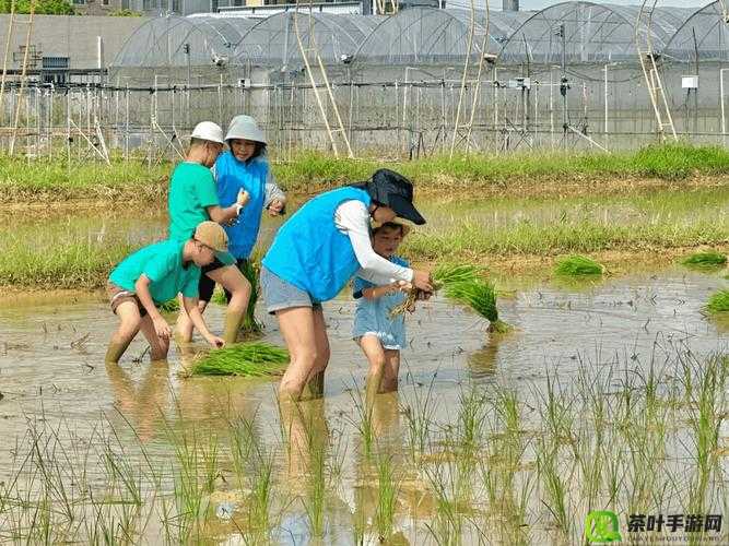 夫妻插秧 38 种方法图片大全大图：深度解析农耕技巧