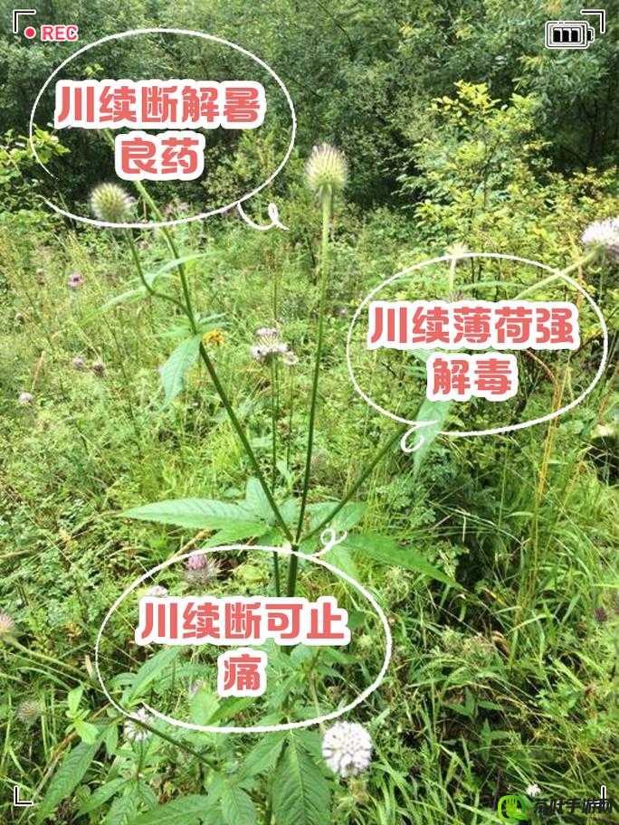 川断泡水能否真的提高性功能：科学解析其功效作用